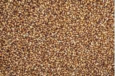 Wheat Flour Plant