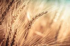 Wheat Flour Production