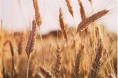Wheat Flour Production