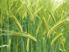 Africa Wheat Flour