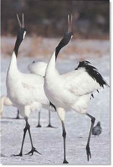 Cranes