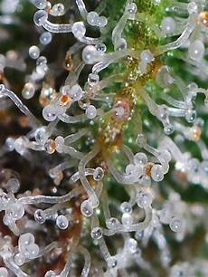 Plant Extracts